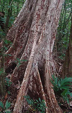 Reference photograph of Myrcianthes rhopaloides