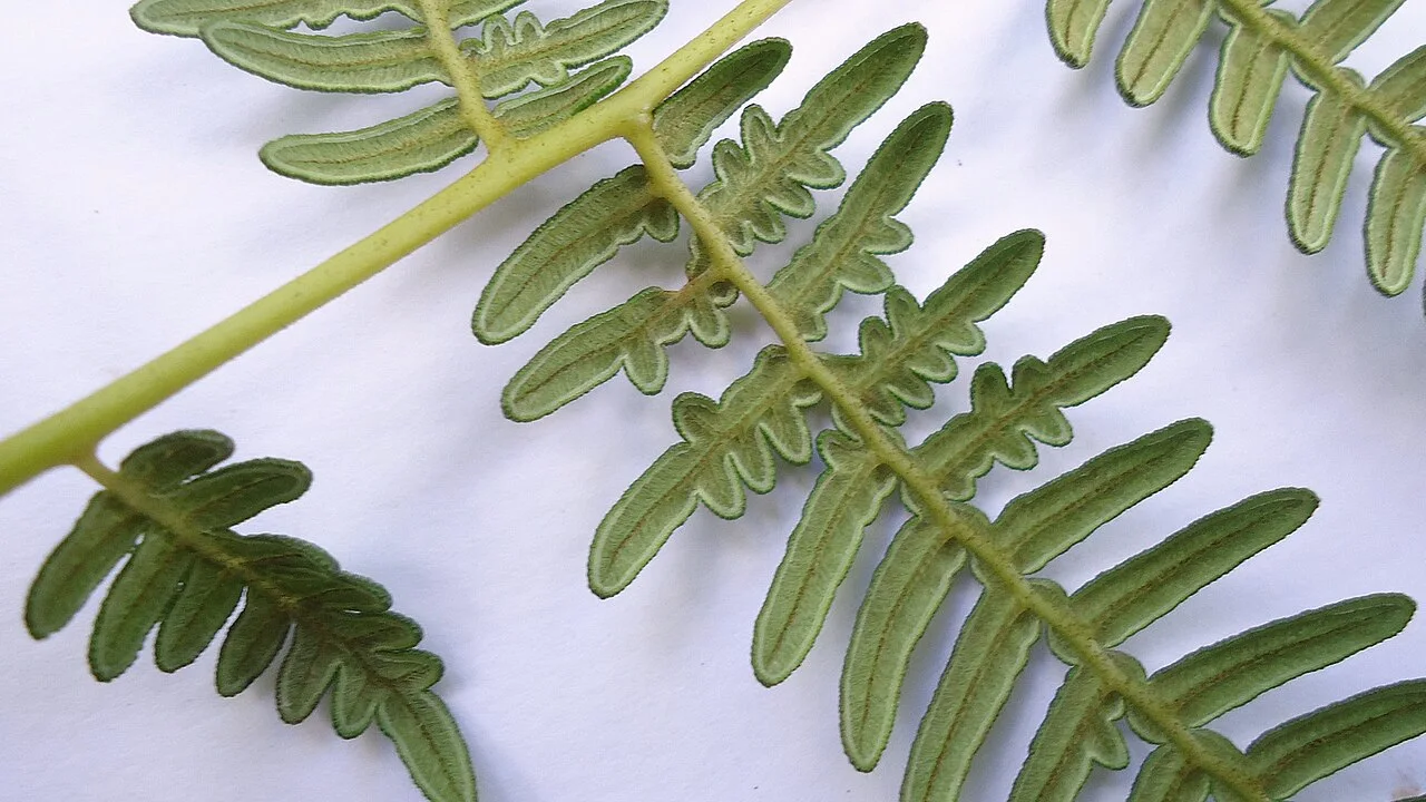 Reference photograph of Pteridium arachnoideum