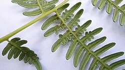 Reference photograph of Pteridium arachnoideum