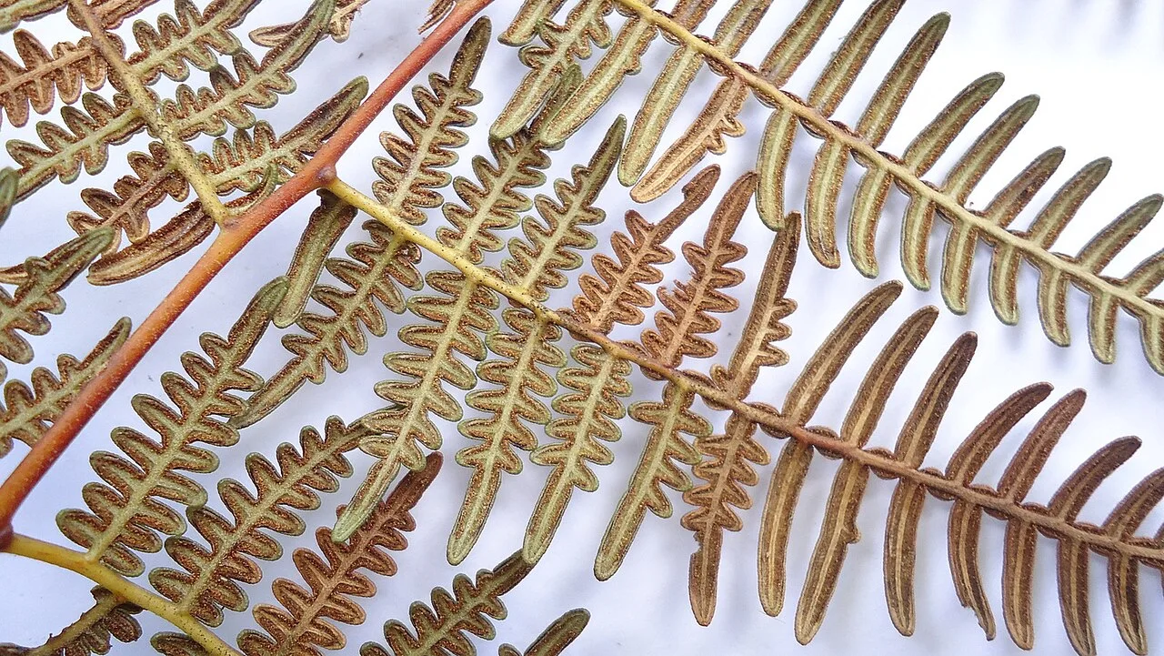 Reference photograph of Pteridium arachnoideum