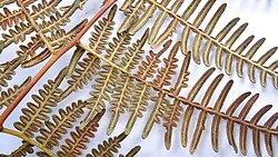 Reference photograph of Pteridium arachnoideum