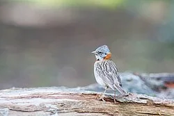 Reference photograph of Zonotrichia capensis