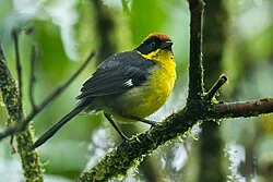Reference photograph of Atlapetes latinuchus