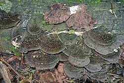 Reference photograph of Hexagonia hydnoides