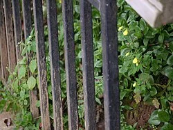 Reference photograph of Calceolaria tripartita