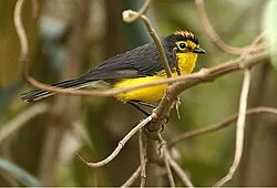 Reference photograph of Myioborus melanocephalus