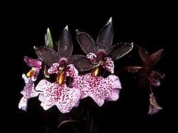 Reference photograph of Caucaea nubigena