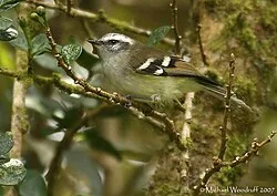 Reference photograph of Mecocerculus stictopterus