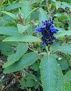 Reference photograph of Salvia corrugata