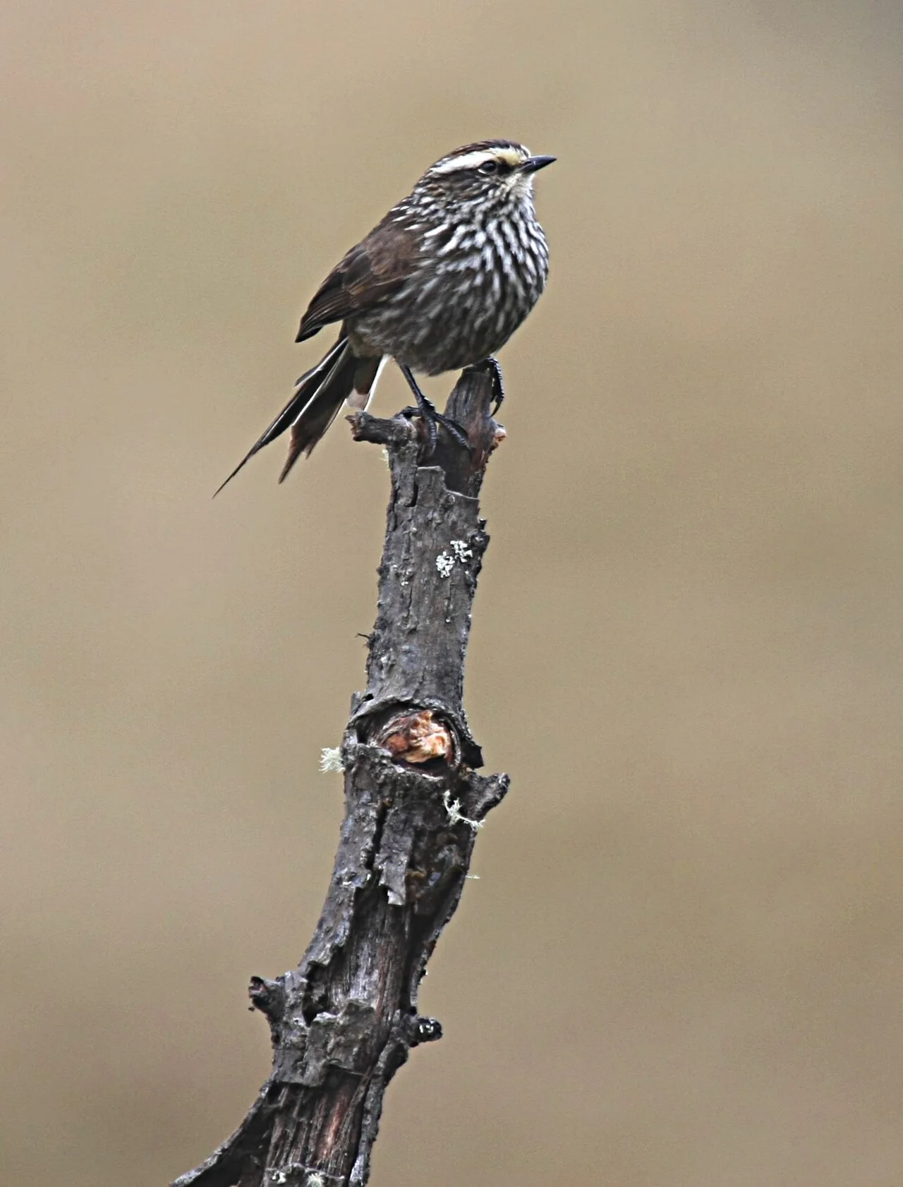 Reference photograph of Leptasthenura andicola