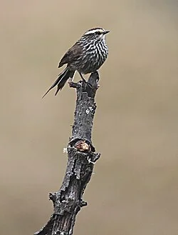 Reference photograph of Leptasthenura andicola