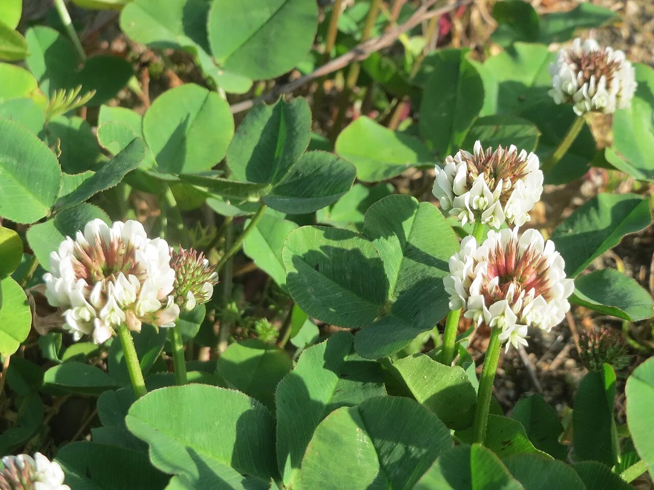 Reference photograph of Trifolium repens