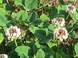 Reference photograph of Trifolium repens