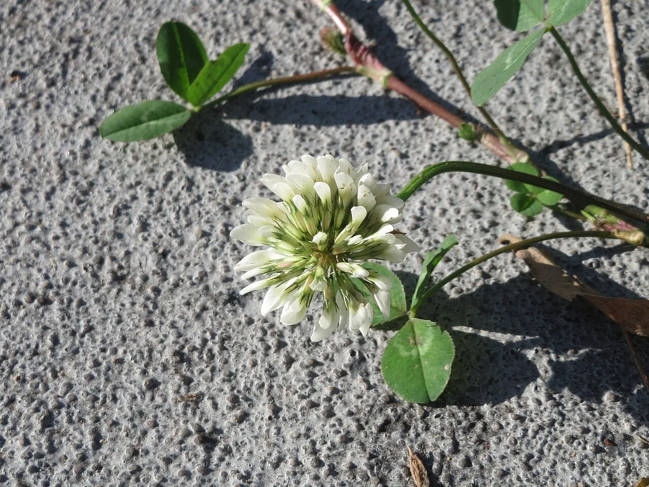 Reference photograph of Trifolium repens