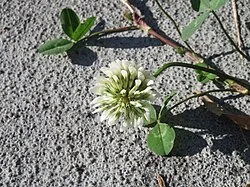 Reference photograph of Trifolium repens