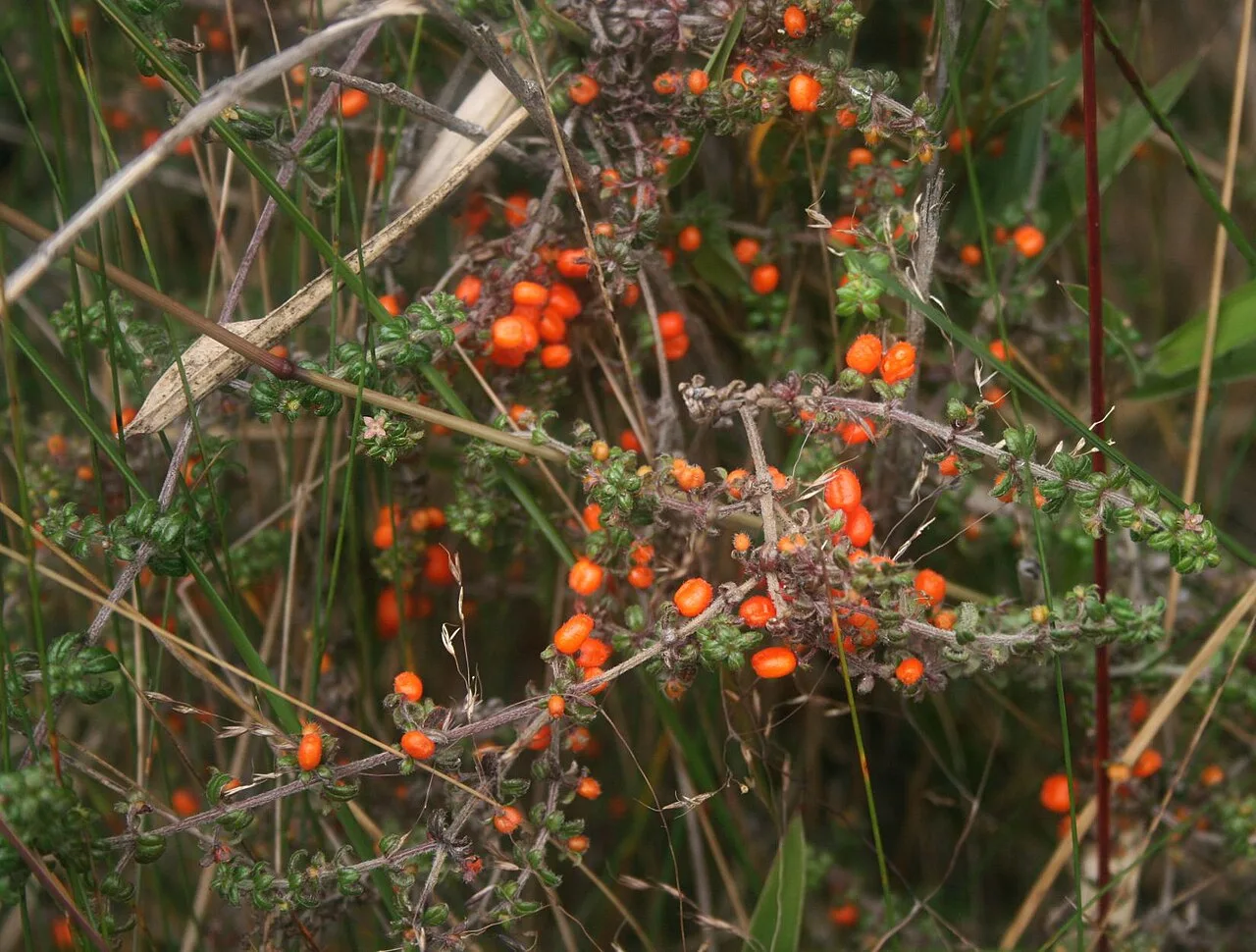 Reference photograph of Galium hypocarpium
