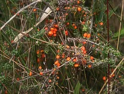 Reference photograph of Galium hypocarpium