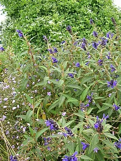 Reference photograph of Salvia corrugata