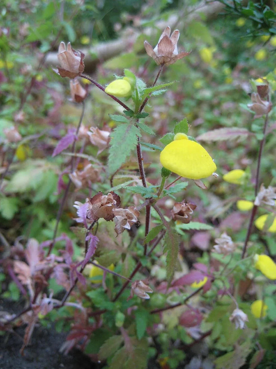 Reference photograph of Calceolaria tripartita