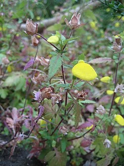 Reference photograph of Calceolaria tripartita