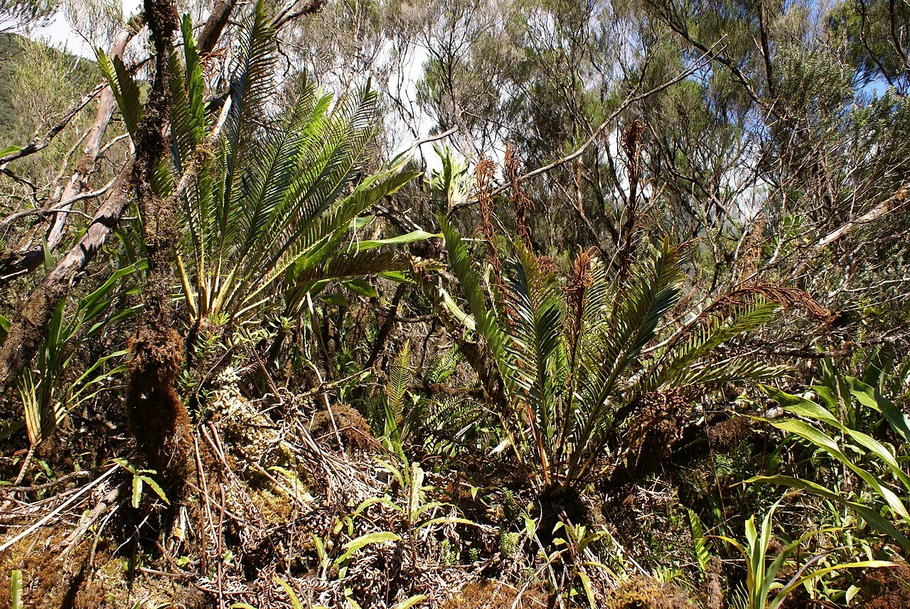 Reference photograph of Lomariocycas tabularis