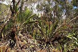 Reference photograph of Lomariocycas tabularis