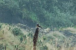Reference photograph of Cnemarchus erythropygius