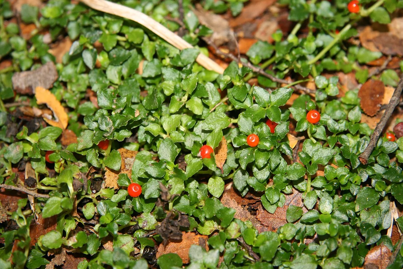 Reference photograph of Nertera granadensis