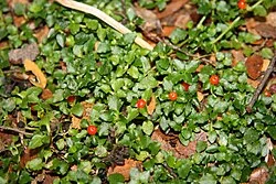 Reference photograph of Nertera granadensis