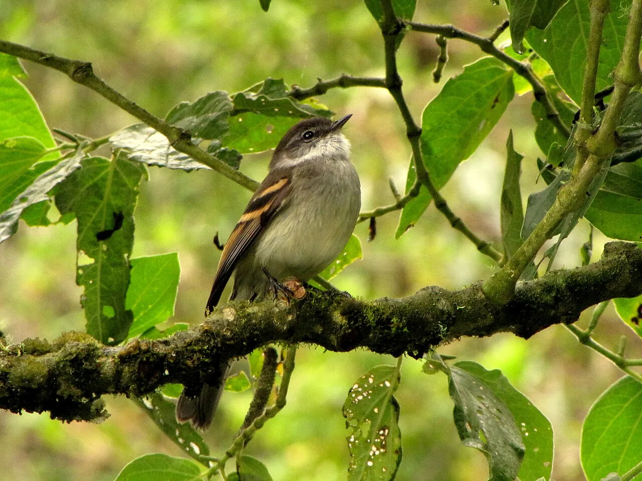 Reference photograph of Mecocerculus leucophrys