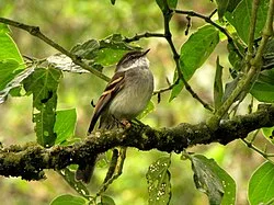 Reference photograph of Mecocerculus leucophrys