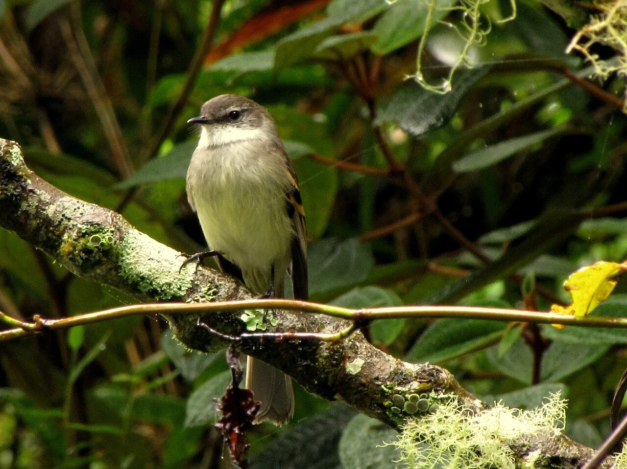 Reference photograph of Mecocerculus leucophrys