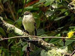 Reference photograph of Mecocerculus leucophrys