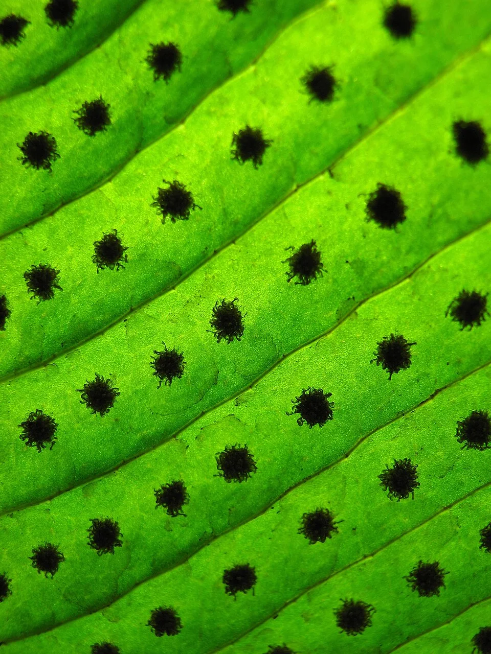 Reference photograph of Niphidium crassifolium