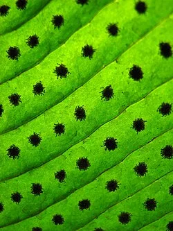 Reference photograph of Niphidium crassifolium