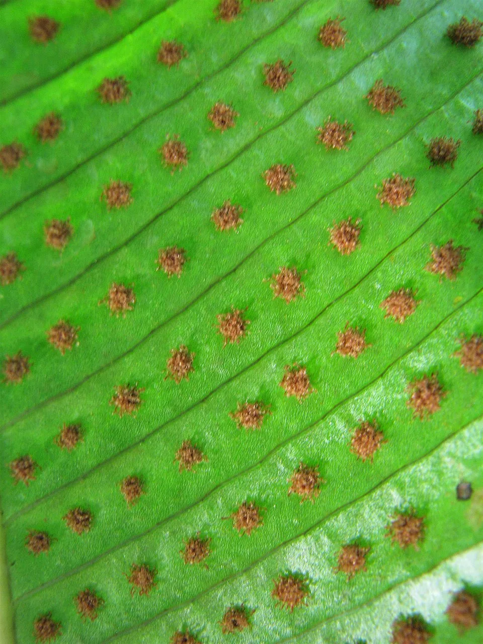 Reference photograph of Niphidium crassifolium