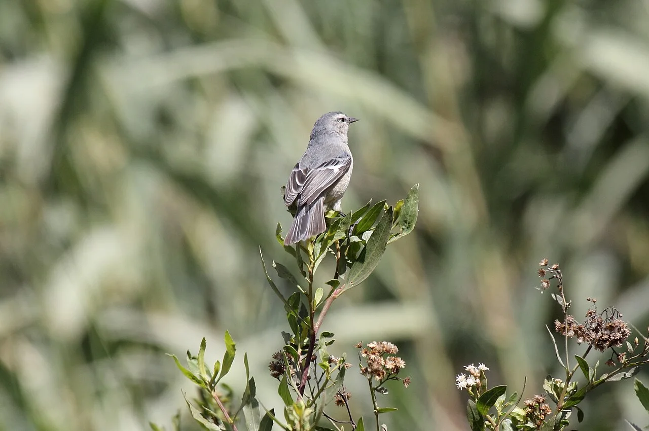 Reference photograph of Conirostrum cinereum