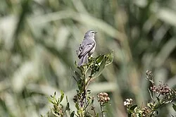 Reference photograph of Conirostrum cinereum