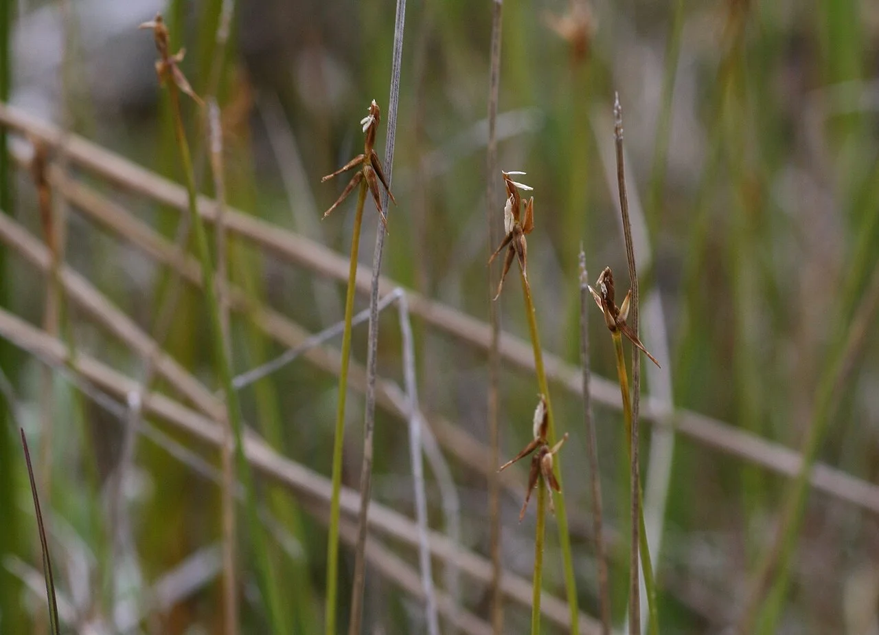 Reference photograph of Carex microglochin