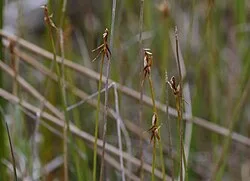 Reference photograph of Carex microglochin