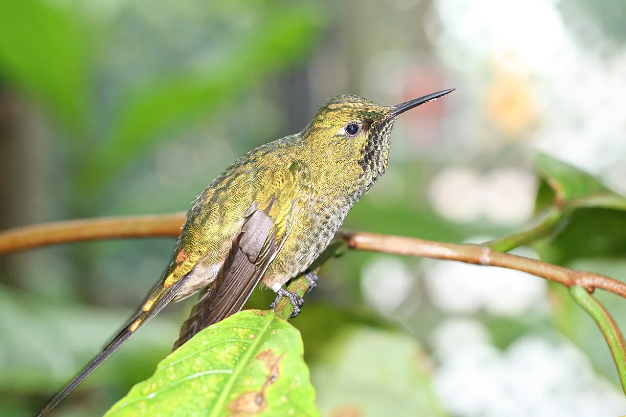 Reference photograph of Lesbia nuna