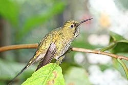 Reference photograph of Lesbia nuna