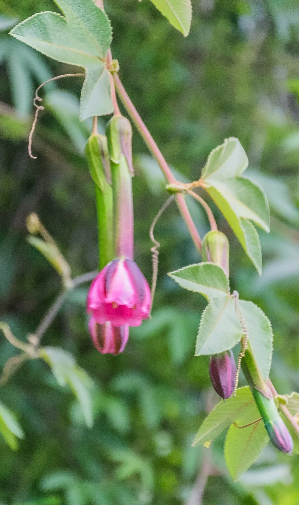 Reference photograph of Passiflora tripartita