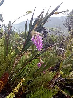 Reference photograph of Elleanthus maculatus