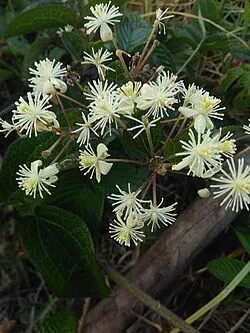 Reference photograph of Clematis haenkeana