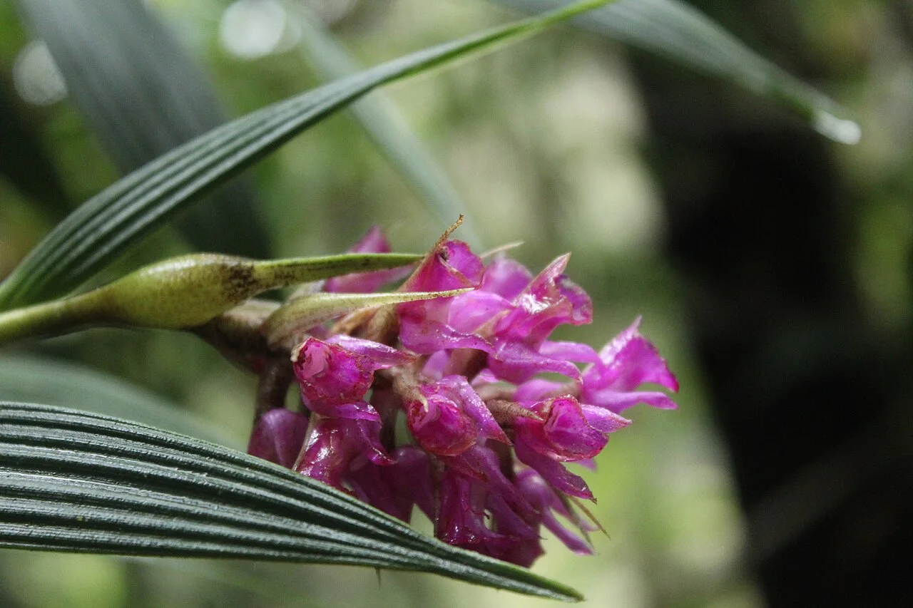 Reference photograph of Elleanthus maculatus