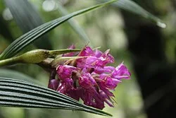Reference photograph of Elleanthus maculatus