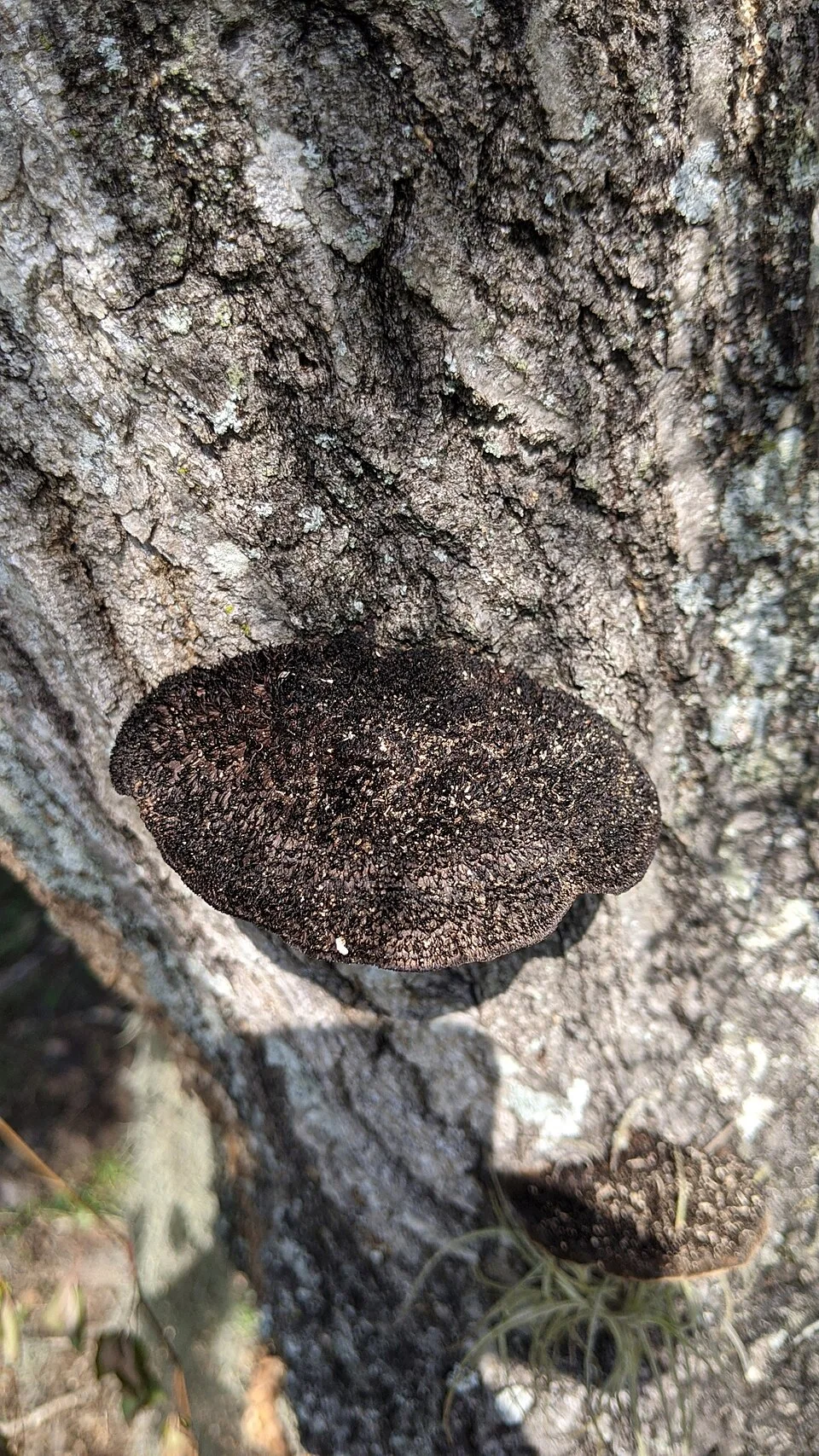 Reference photograph of Hexagonia hydnoides