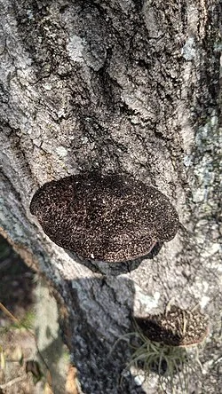 Reference photograph of Hexagonia hydnoides