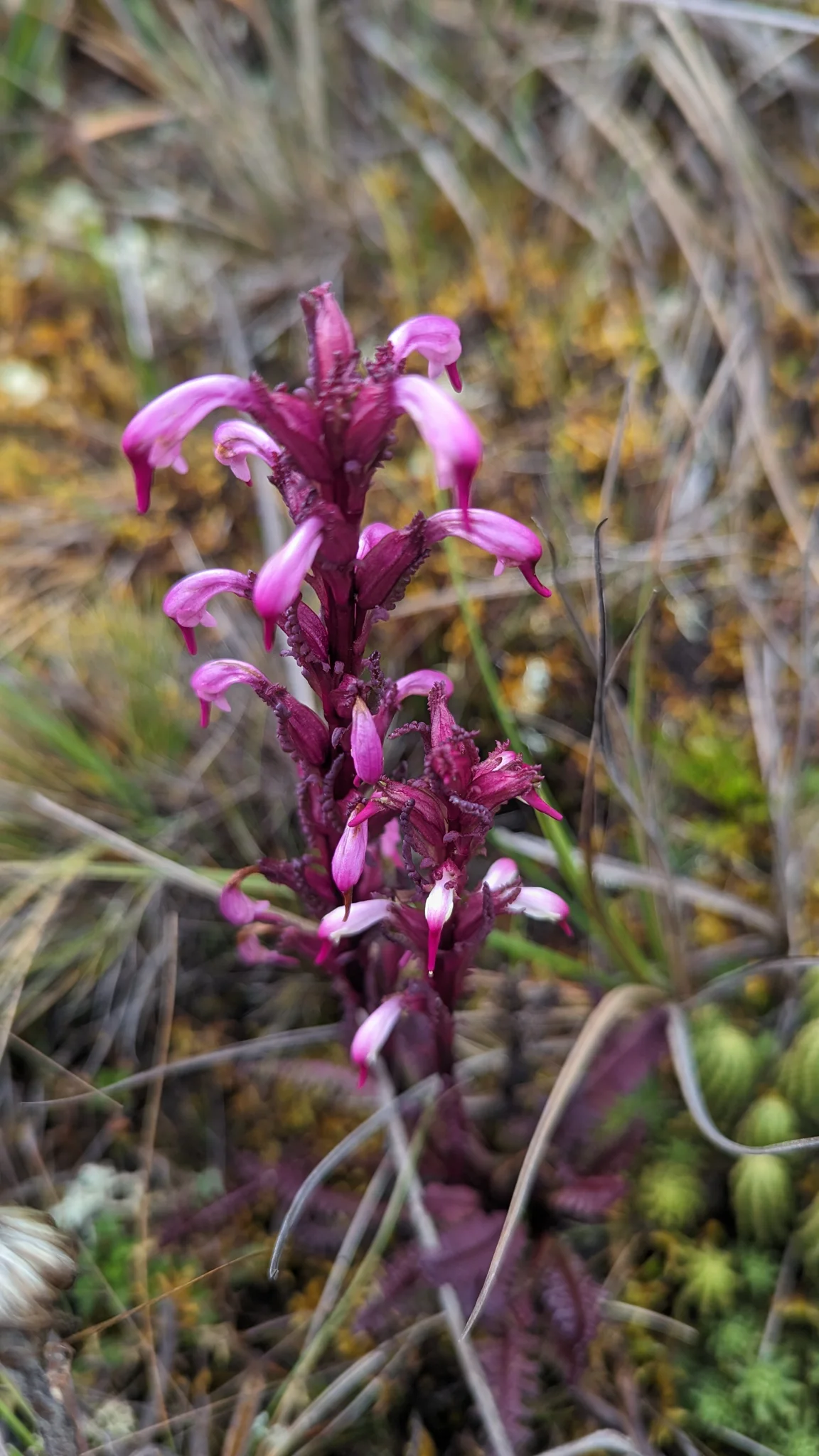 A pink flower spike among grasses